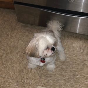 Meet your Posher, Precious